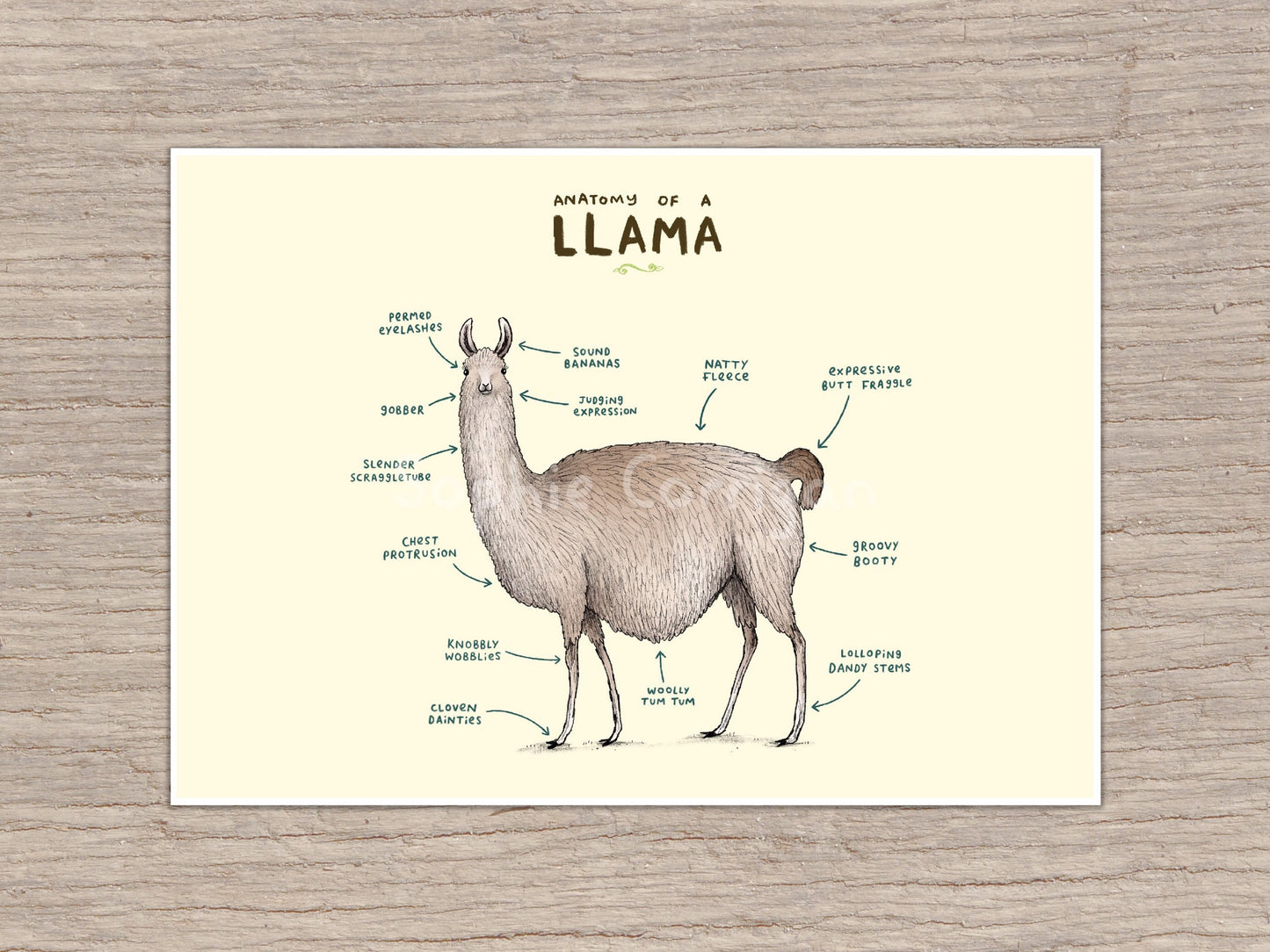 Anatomy of a Llama Signed Art Print