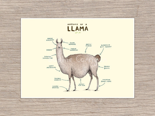 Anatomy of a Llama Signed Art Print