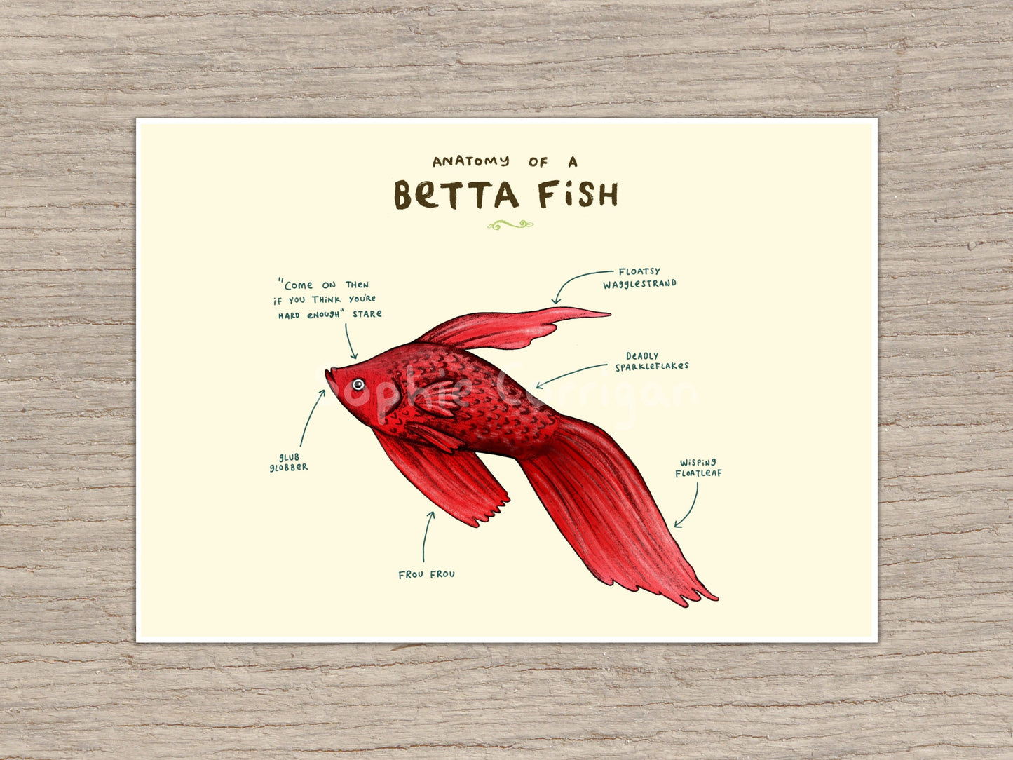 Anatomy of a Betta Fish Signed Art Print