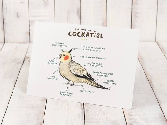Anatomy Of A Cockatiel Bird A4 Signed Print