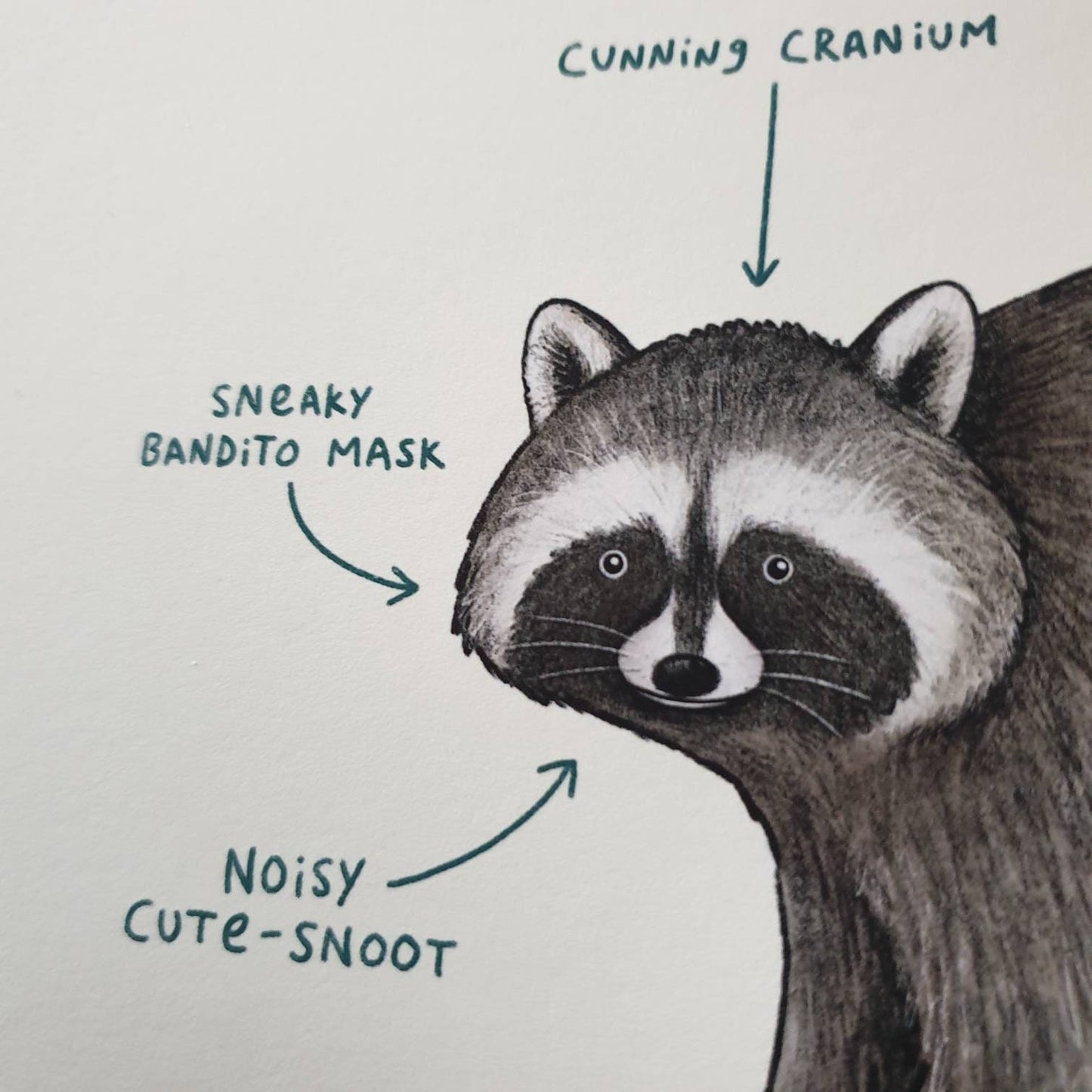 Anatomy of a Raccoon Signed Fine Art Print