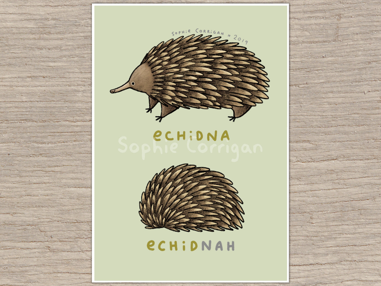 Echidna EchidNAH Art Print: Funny Australian Animal Illustration