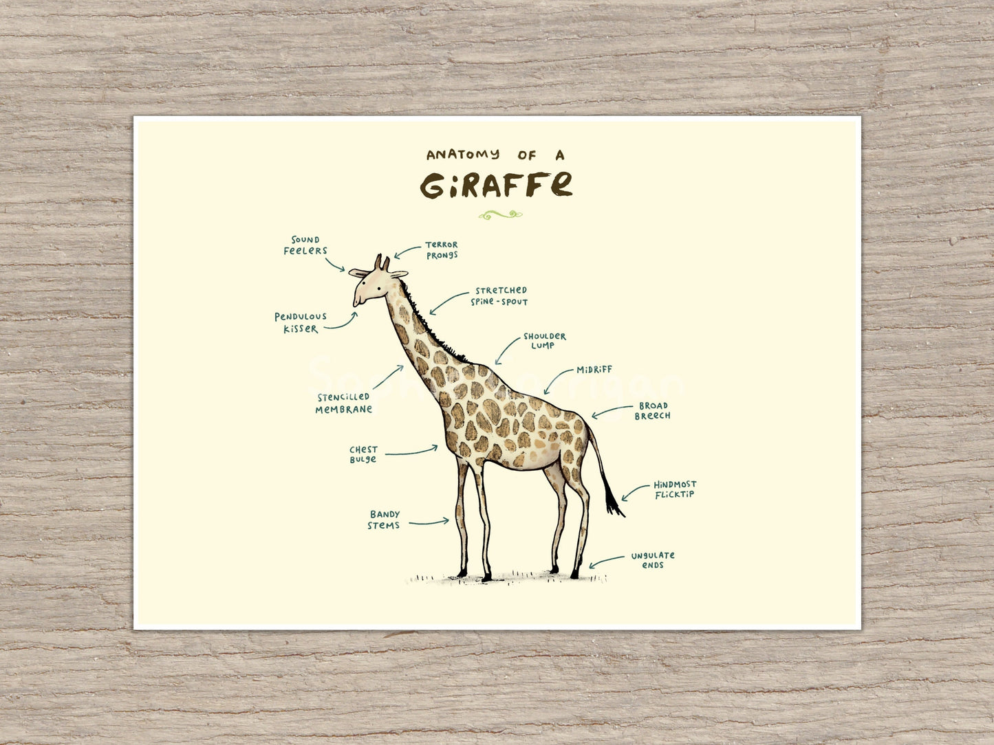 Anatomy of a Giraffe Signed Fine Art Print