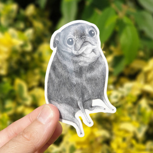 Sweet Black Pug Portrait Sticker