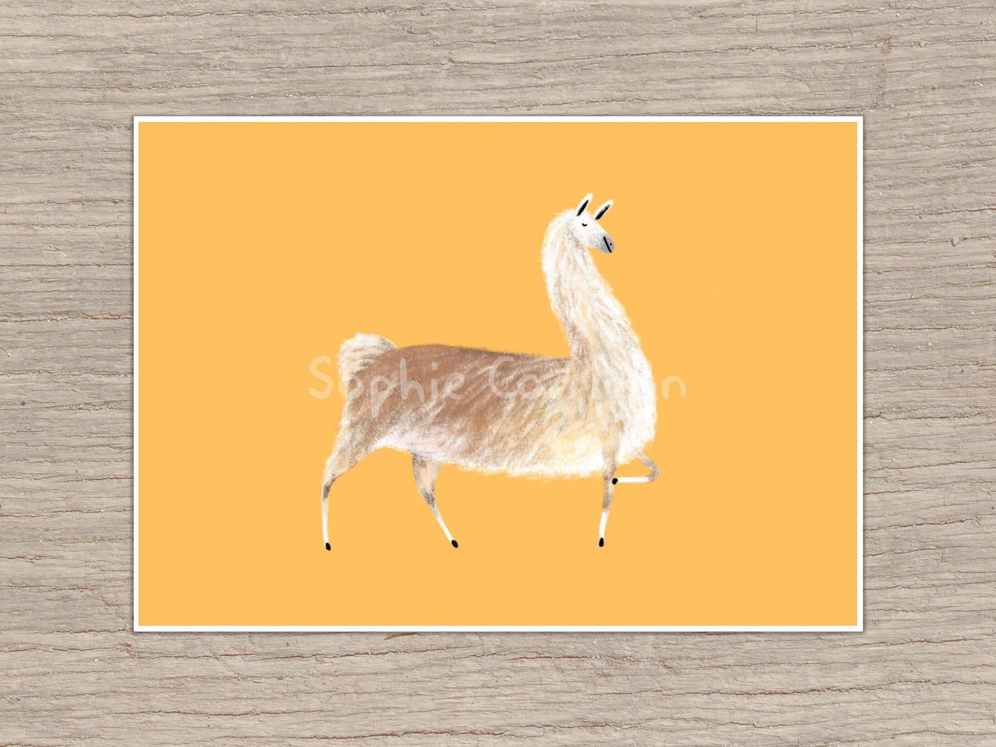 Sassy Little Llama Signed Art Print