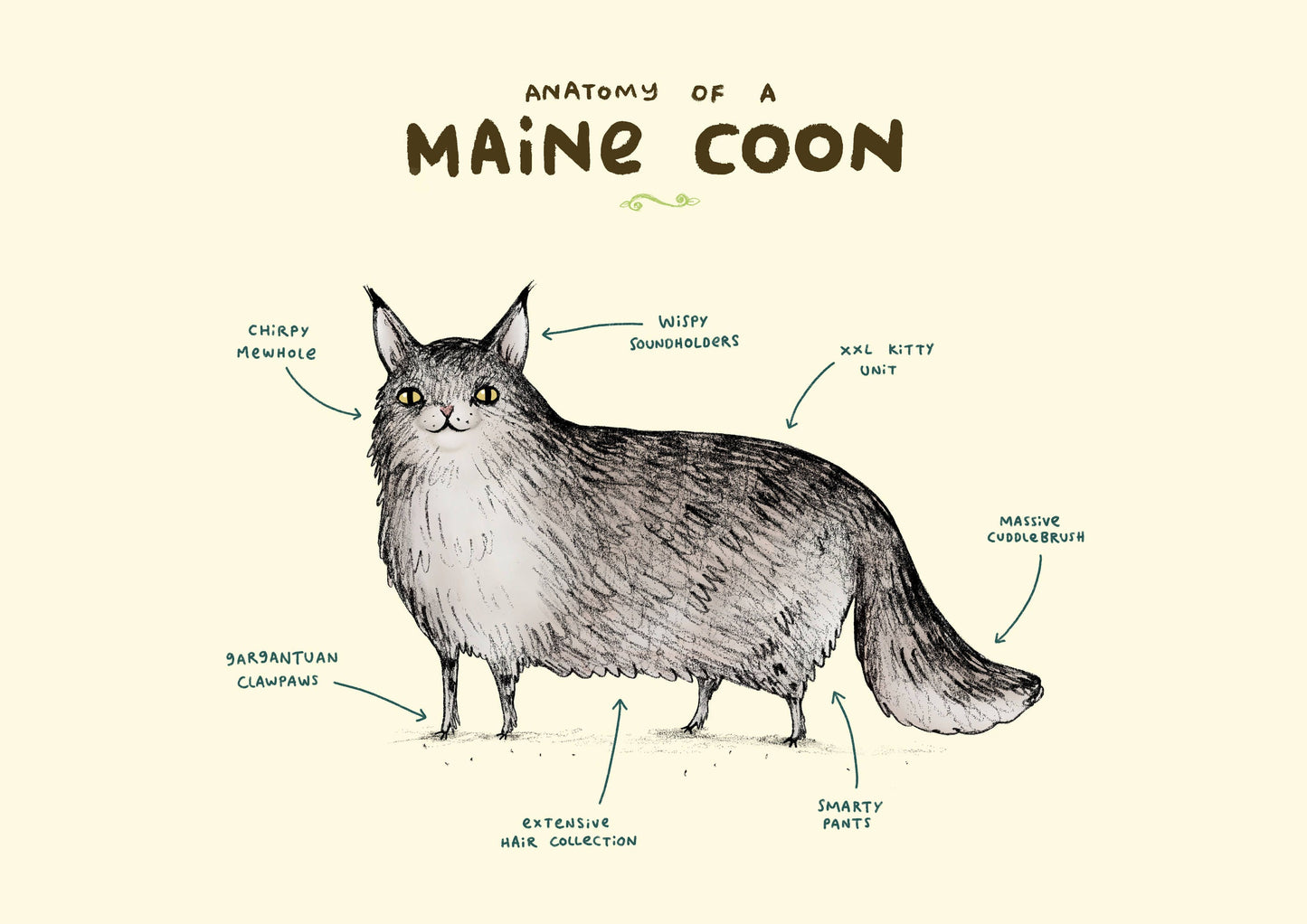 Anatomy Of A Maine Coon A4 Signed Print