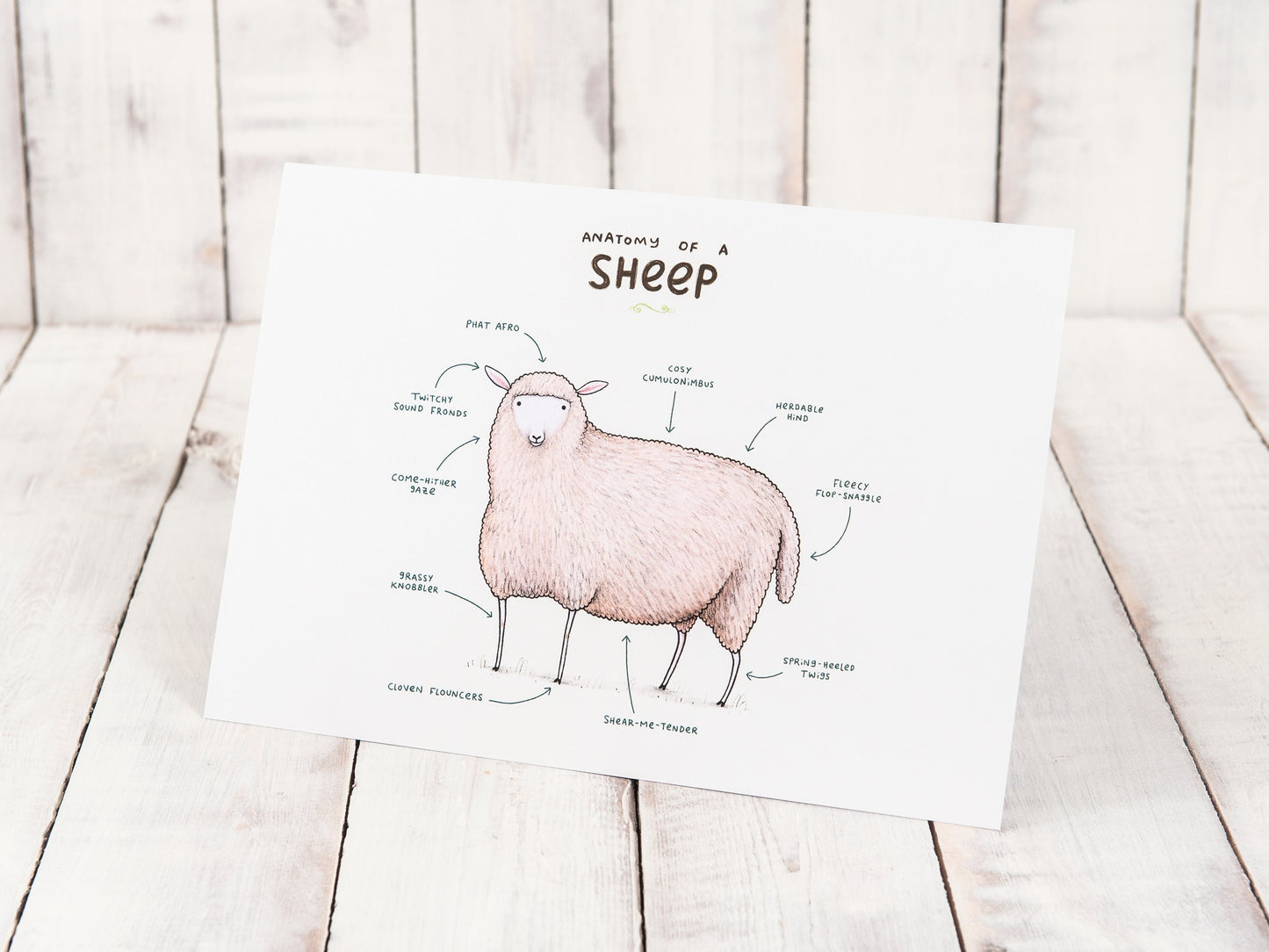 Anatomy Of A Sheep A4 Signed Print