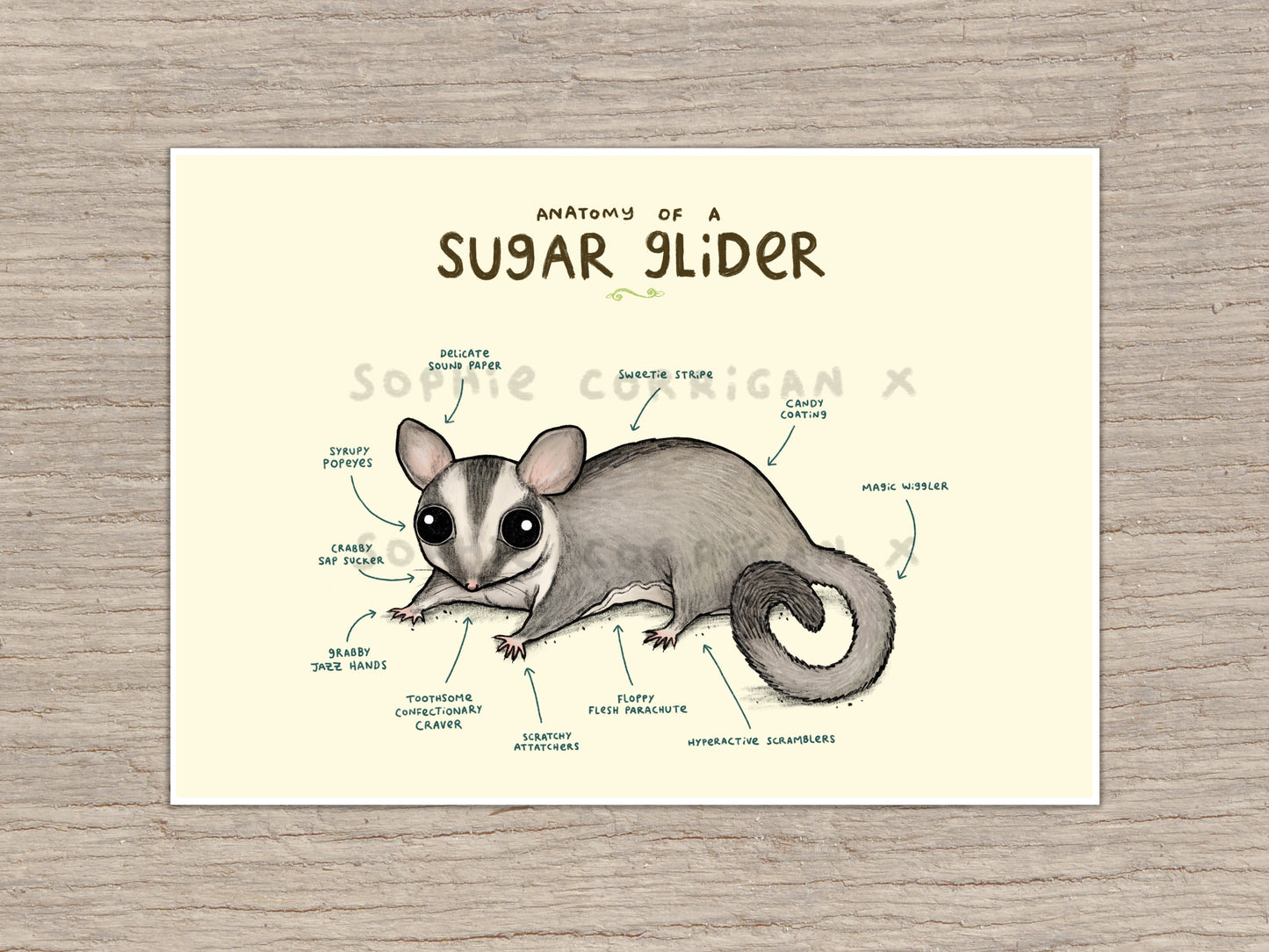 Anatomy of a Sugar Glider Signed Art Print