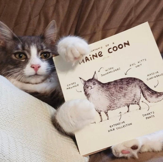 Anatomy Of A Maine Coon Card
