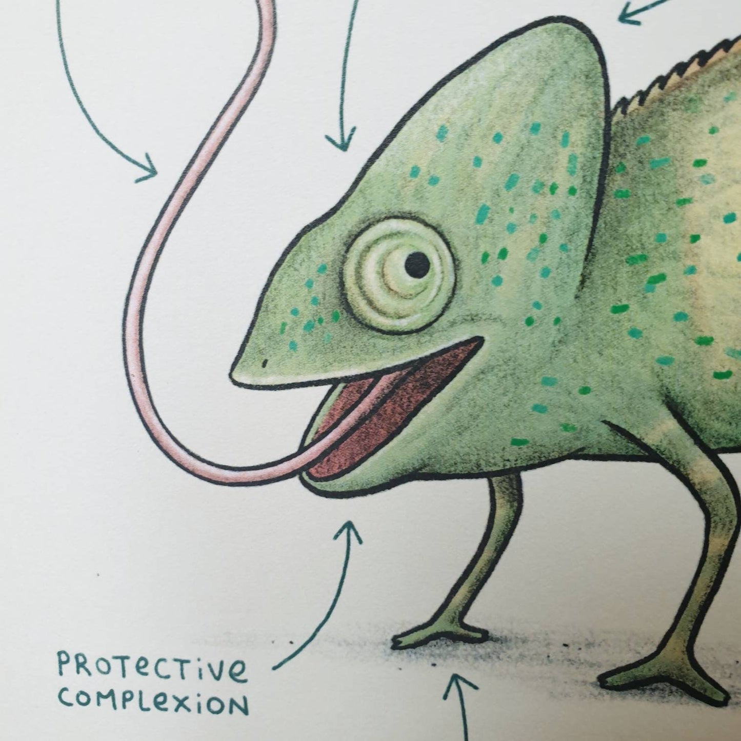 Anatomy of a Chameleon A4 Signed Print