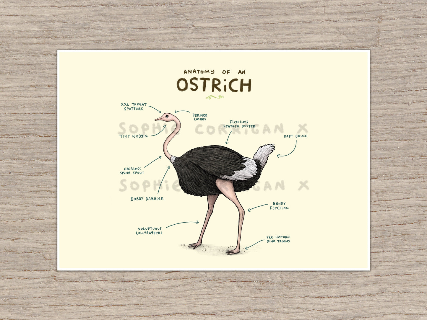 Anatomy of An Ostrich Signed Art Print