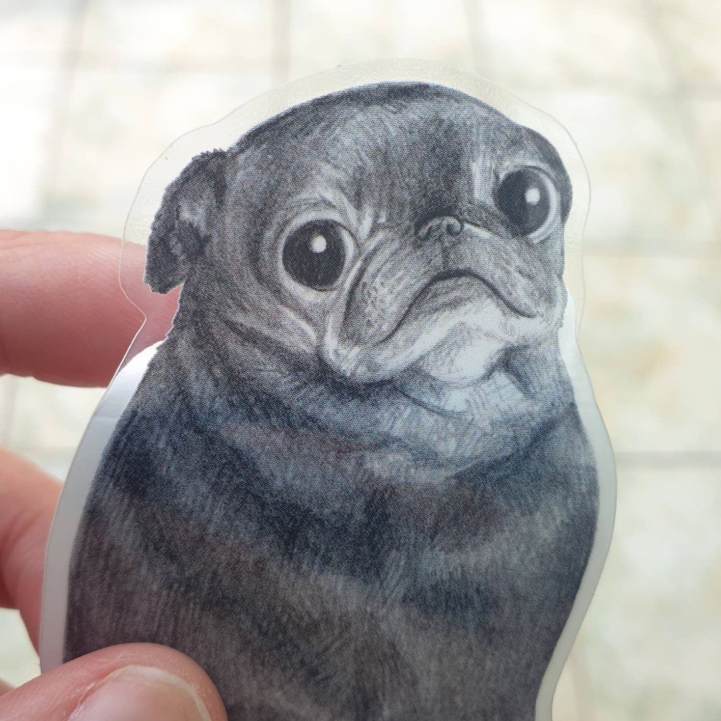 Sweet Black Pug Portrait Sticker