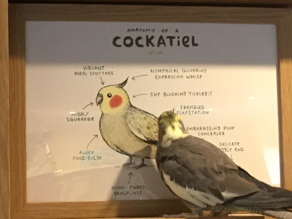 Anatomy Of A Cockatiel Bird A4 Signed Print
