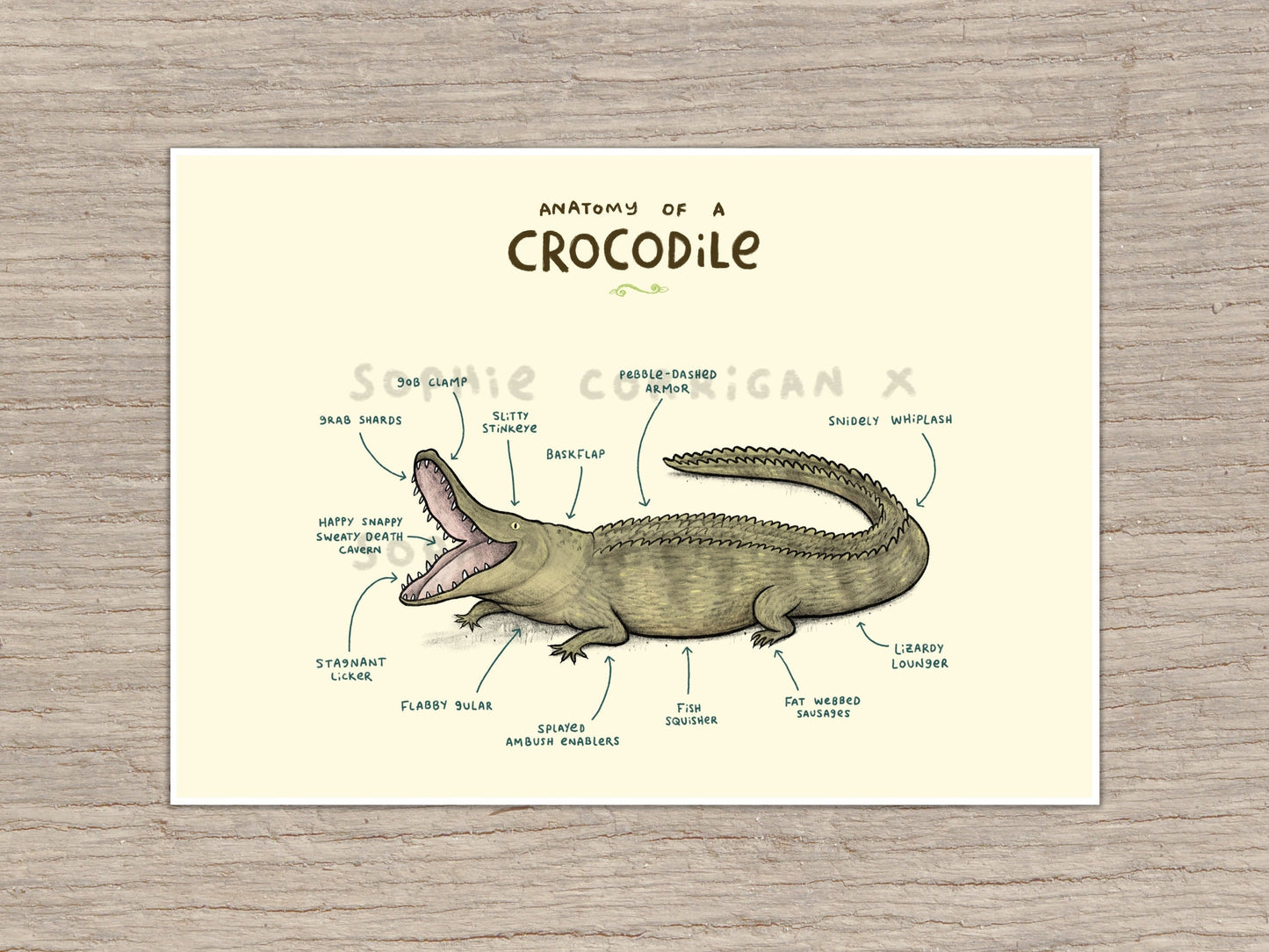 Anatomy of A Crocodile Signed Fine Art Print