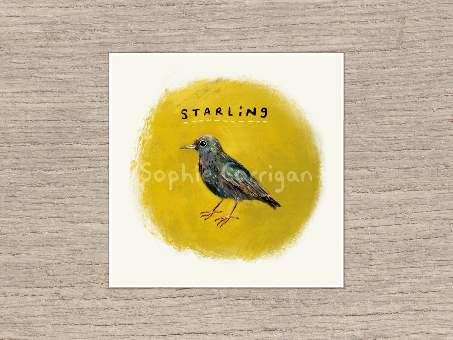 Starling Bird Signed Fine Art Print