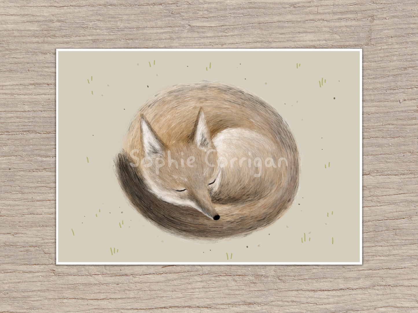 Swift Fox Sleeping Signed Art Print