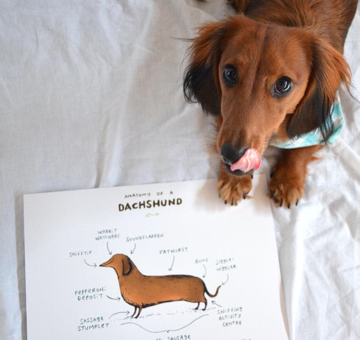 Anatomy Of A Dachshund A4 Signed Print