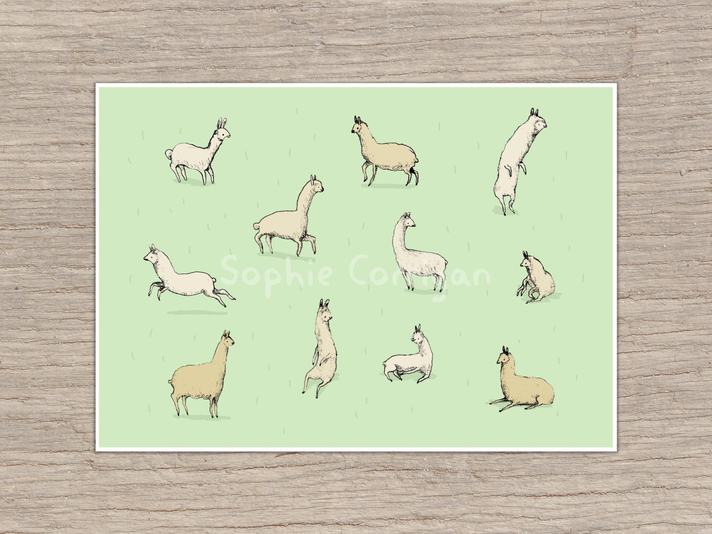 Happy Llamas or Alpacas Signed Fine Art Print