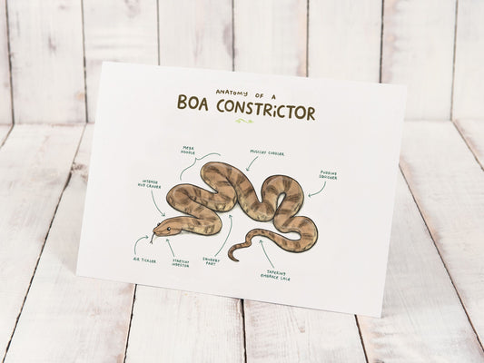 Anatomy Of A Boa Constrictor Snake A4 Signed Print