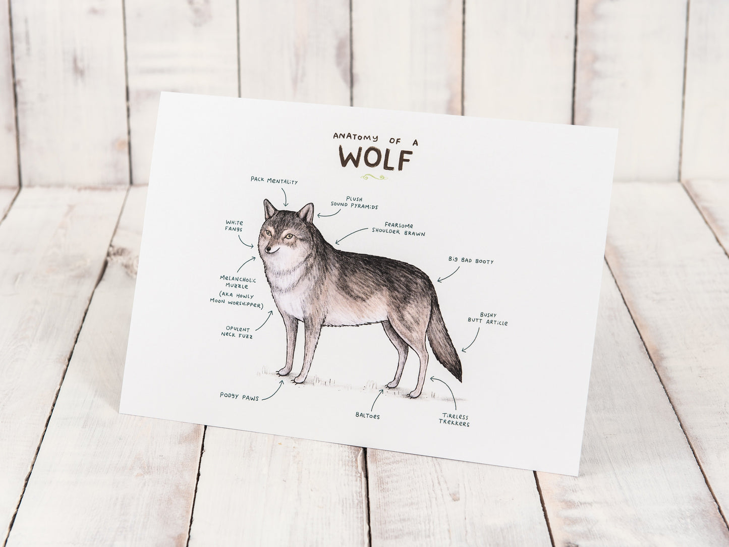 Anatomy Of A Wolf A4 Signed Print