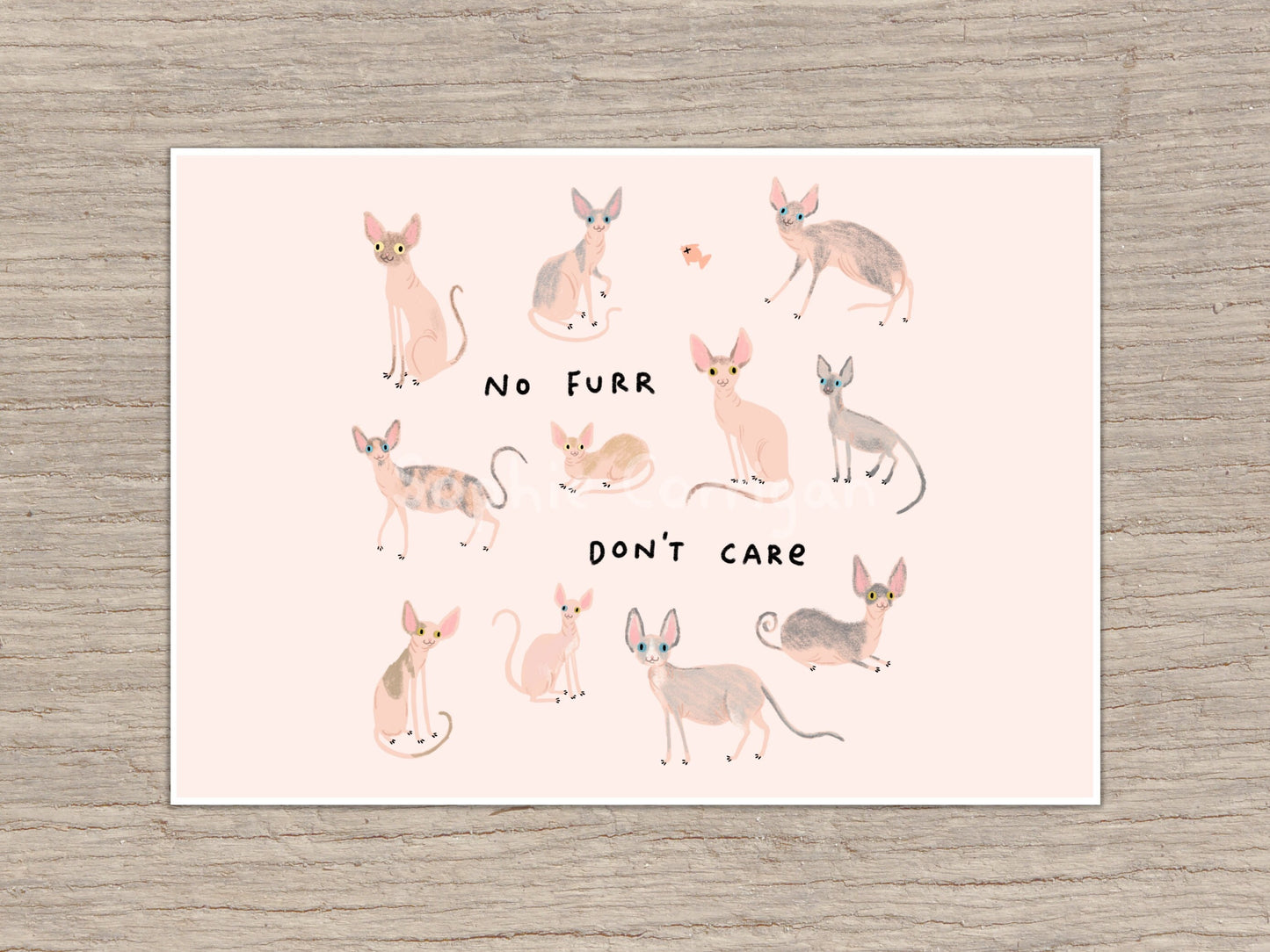 Sphynx Cats Signed Fine Art Print