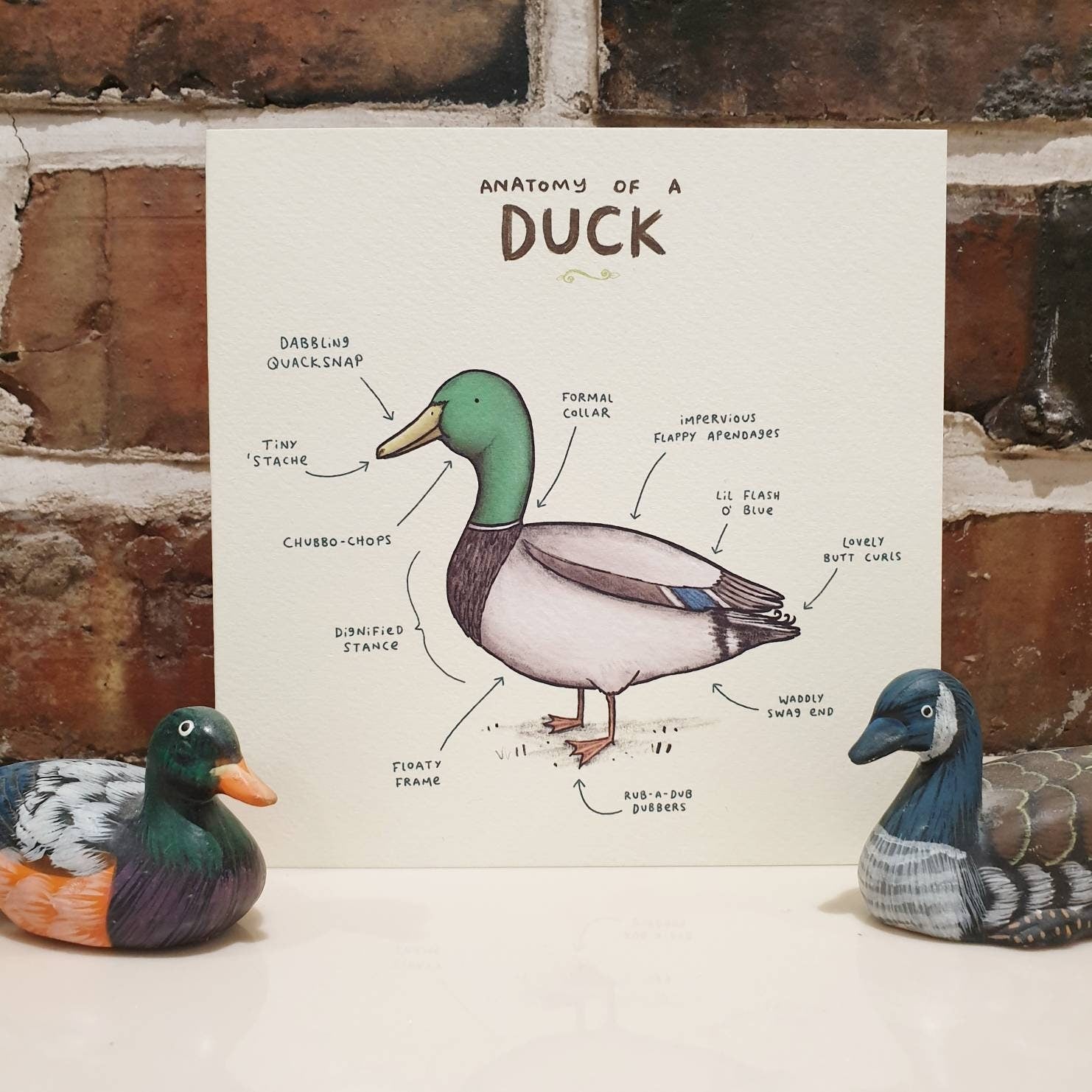Animal Anatomy Cards