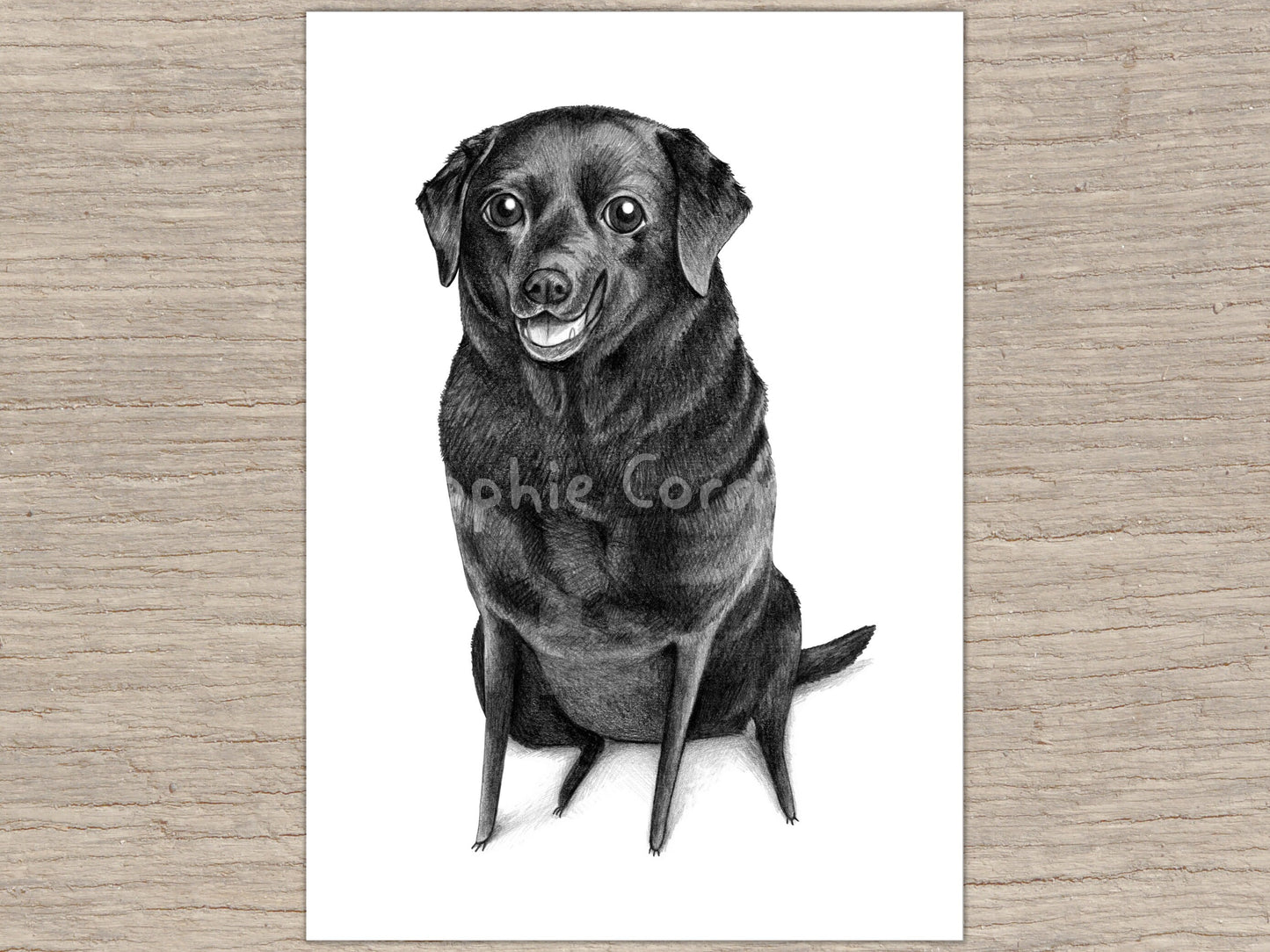 Black Labrador Portrait Signed Fine Art Print
