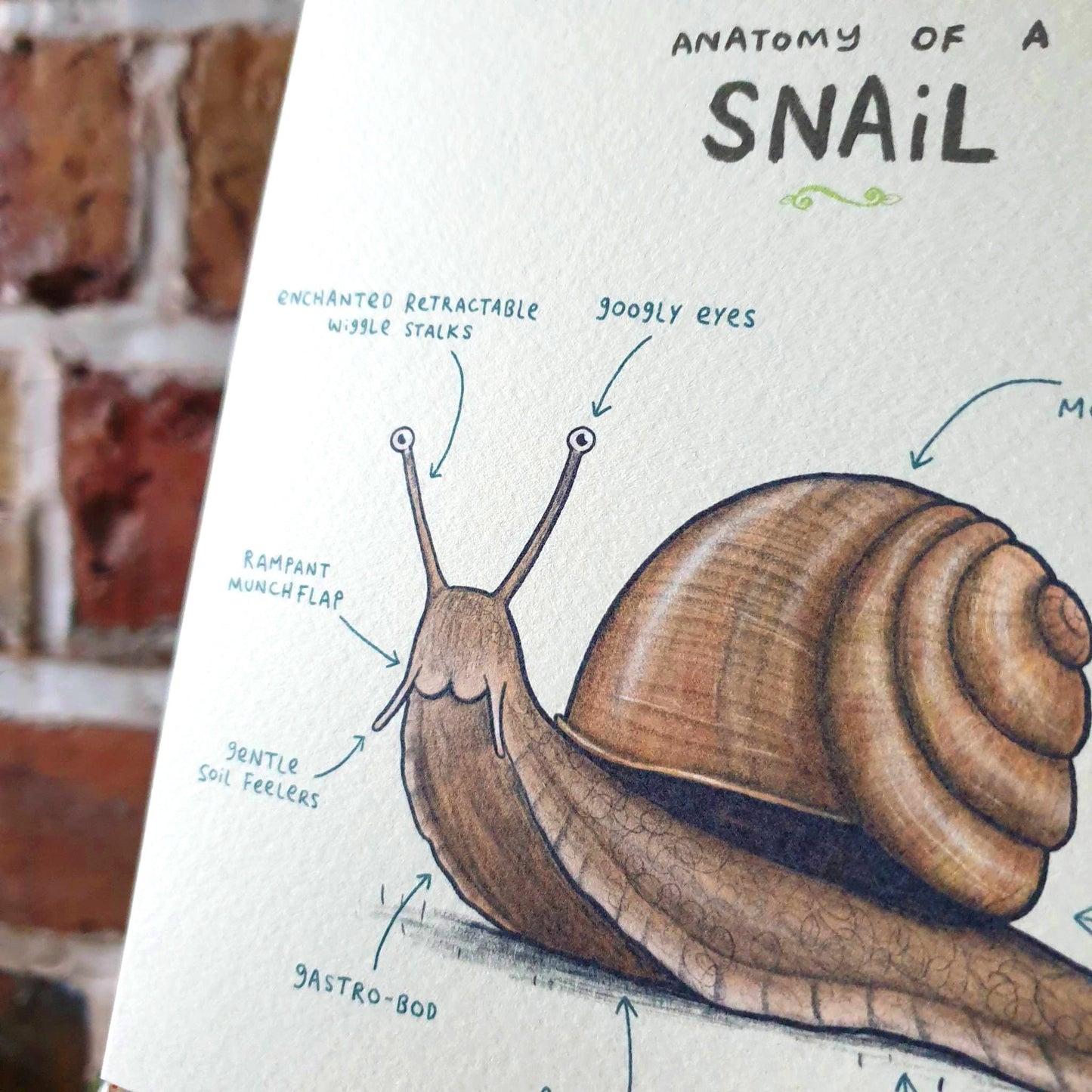 Anatomy of a Snail Card: Scientific Animal Illustration
