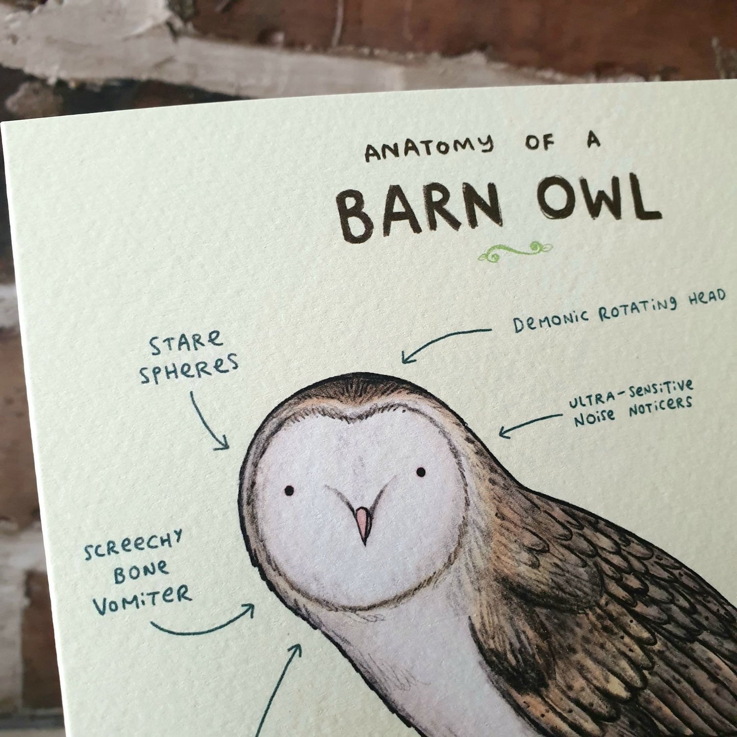 Anatomy of a Barn Owl Card: Scientific Animal Illustration