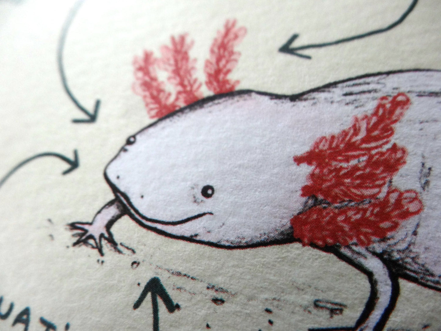 Anatomy Of An Axolotl Card