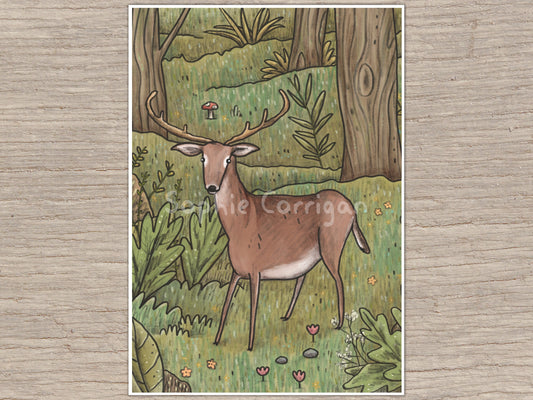 Deer in Woodland Signed Art Print