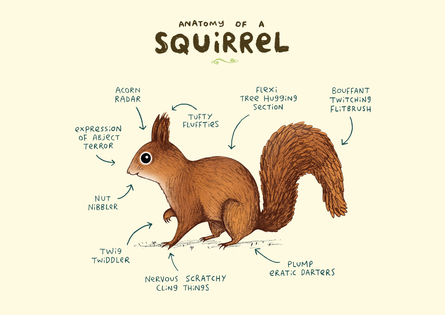 Anatomy Of A Squirrel A4 Signed Print