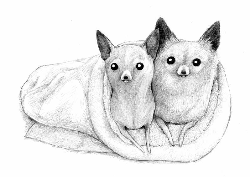 Pencil Pet Portrait - A4