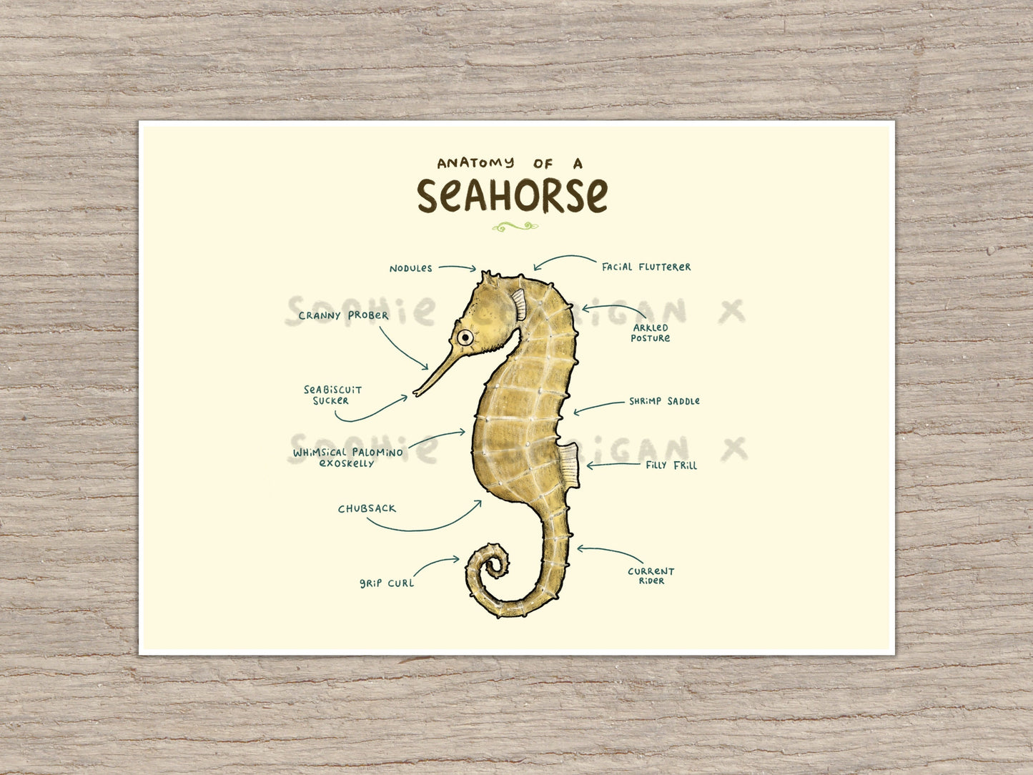 Anatomy of A Seahorse Signed Art Print