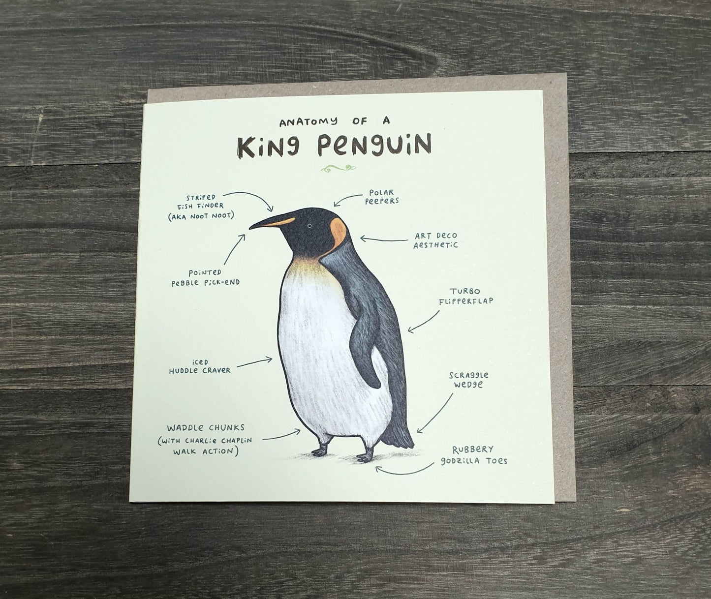 Anatomy of a Penguin Card: Scientific Animal Illustration