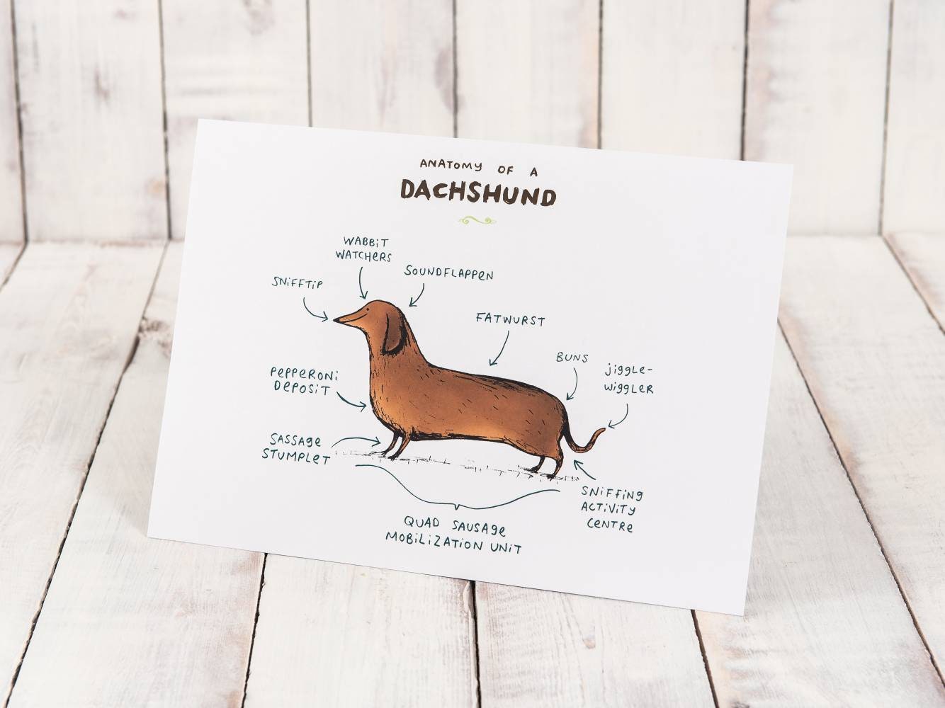 Anatomy Of A Dachshund A4 Signed Print