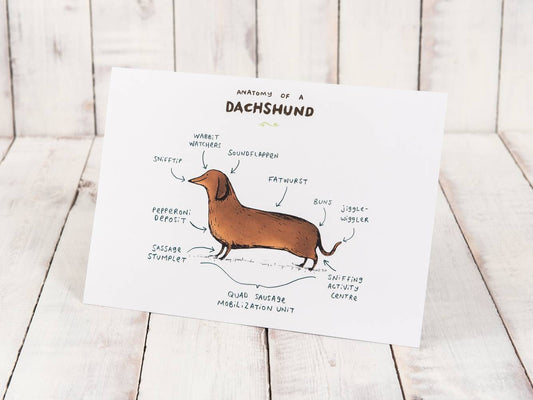 Anatomy Of A Dachshund A4 Signed Print