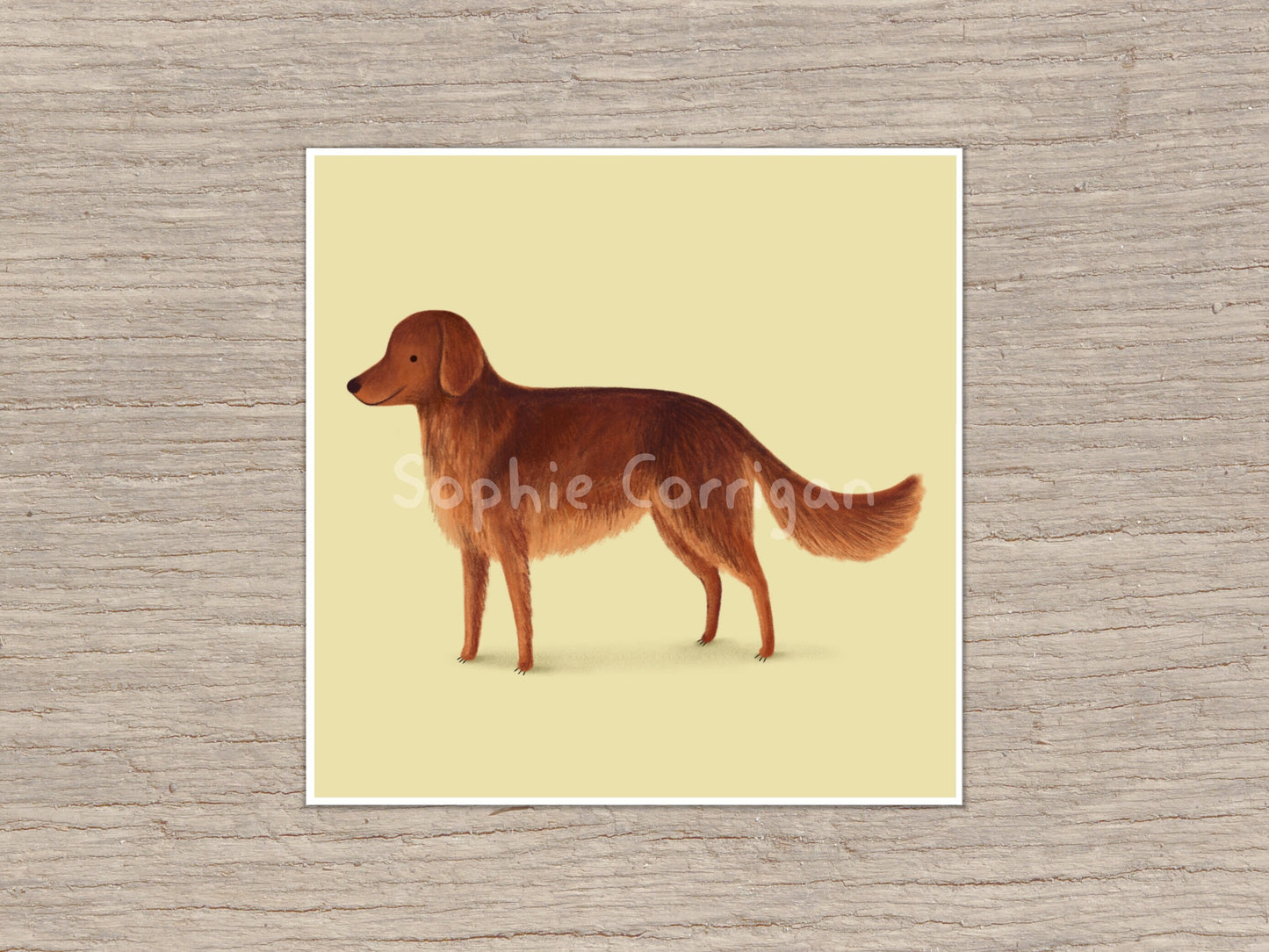 Red Setter Dog Portrait: Signed Art Print by Sophie Corrigan
