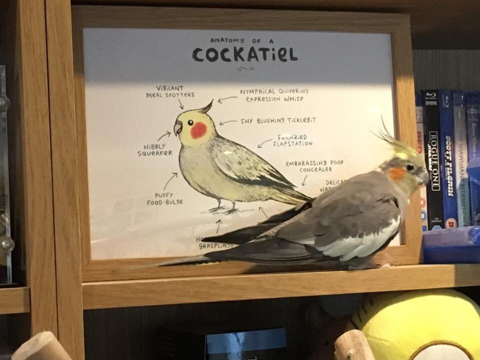 Anatomy Of A Cockatiel Bird A4 Signed Print