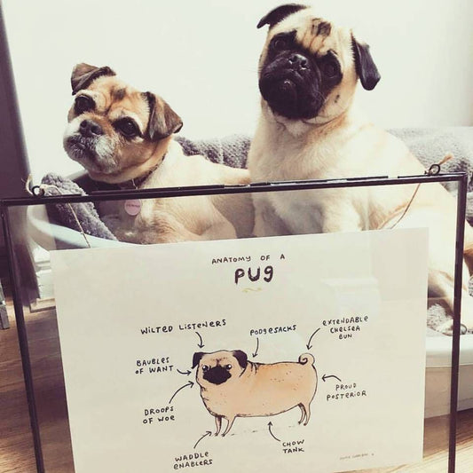 Anatomy of a Pug Print: Funny Scientific Dog Illustration
