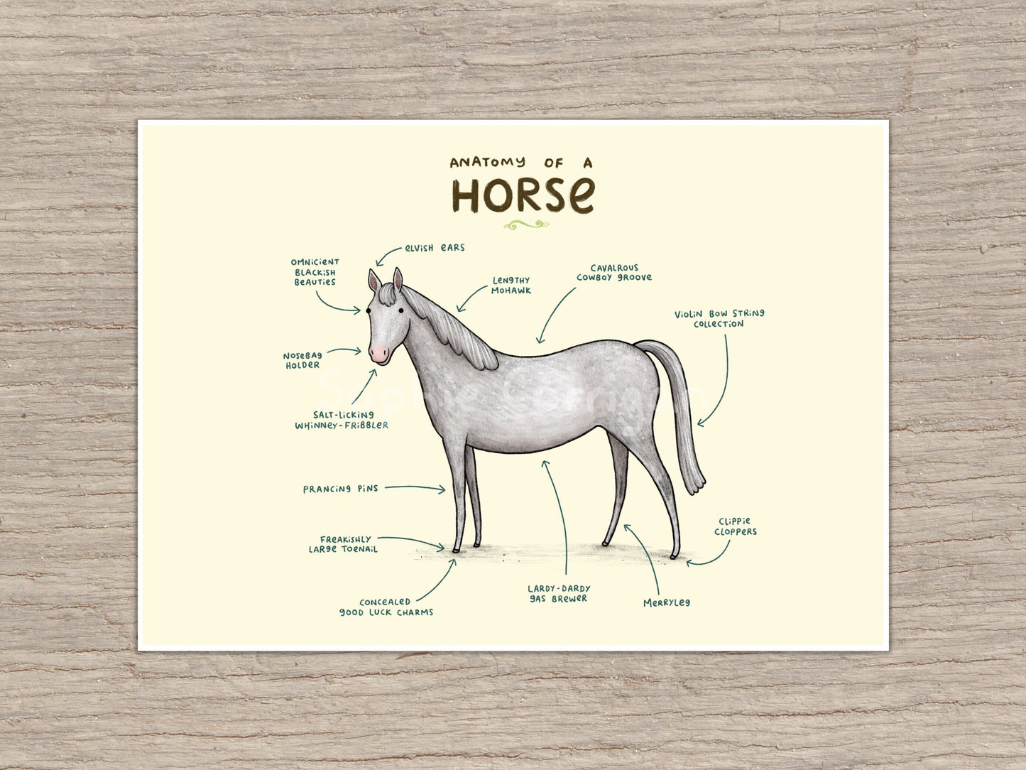 Anatomy of a Horse Signed Art Print