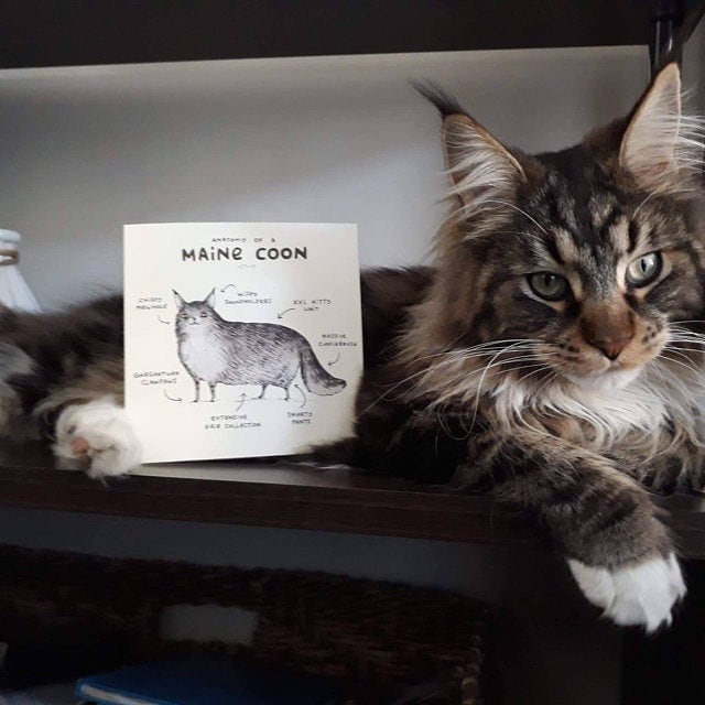 Anatomy Of A Maine Coon Card
