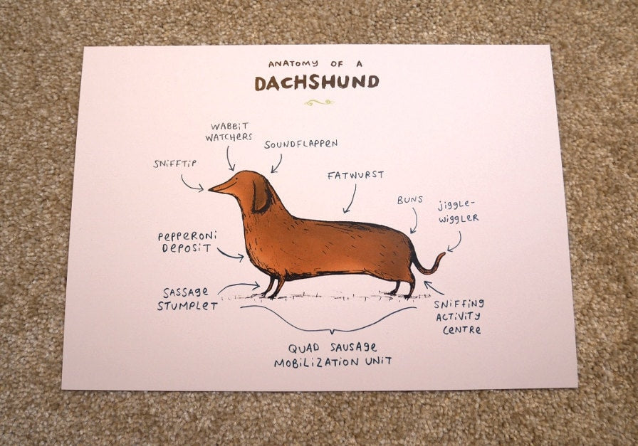 Anatomy Of A Dachshund A4 Signed Print