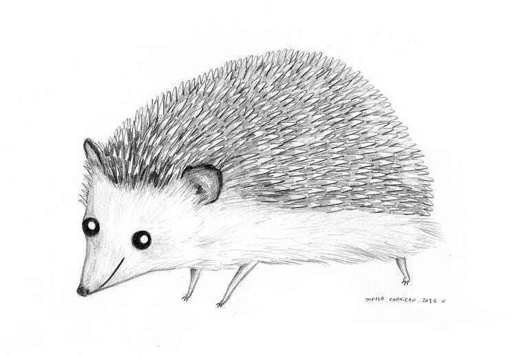 Pencil Pet Portrait - A5