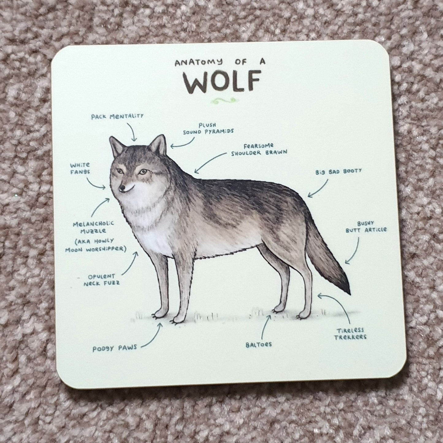 Anatomy of a Wolf Coaster