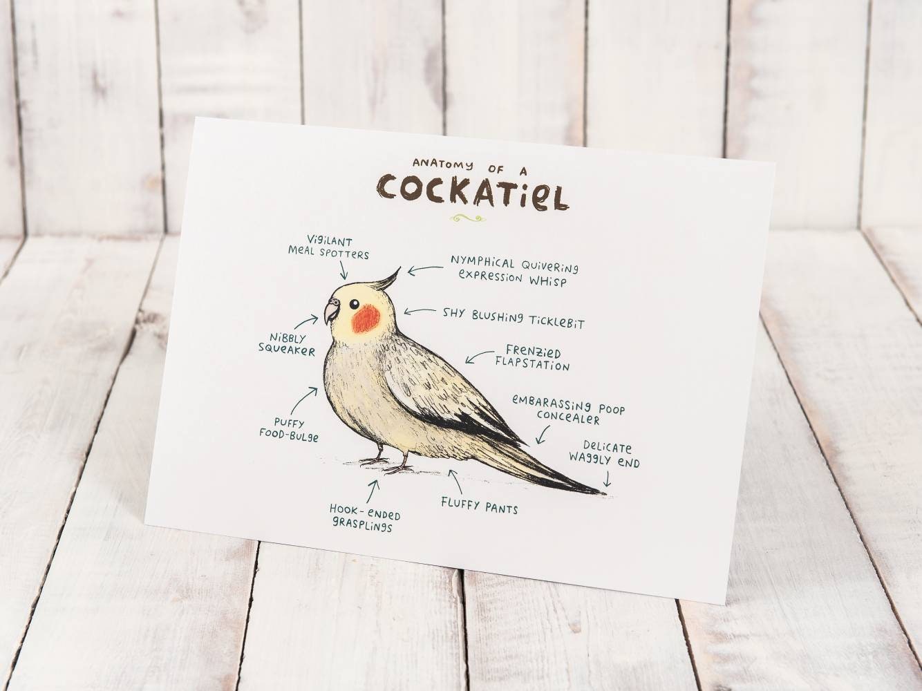 Anatomy Of A Cockatiel Bird A4 Signed Print