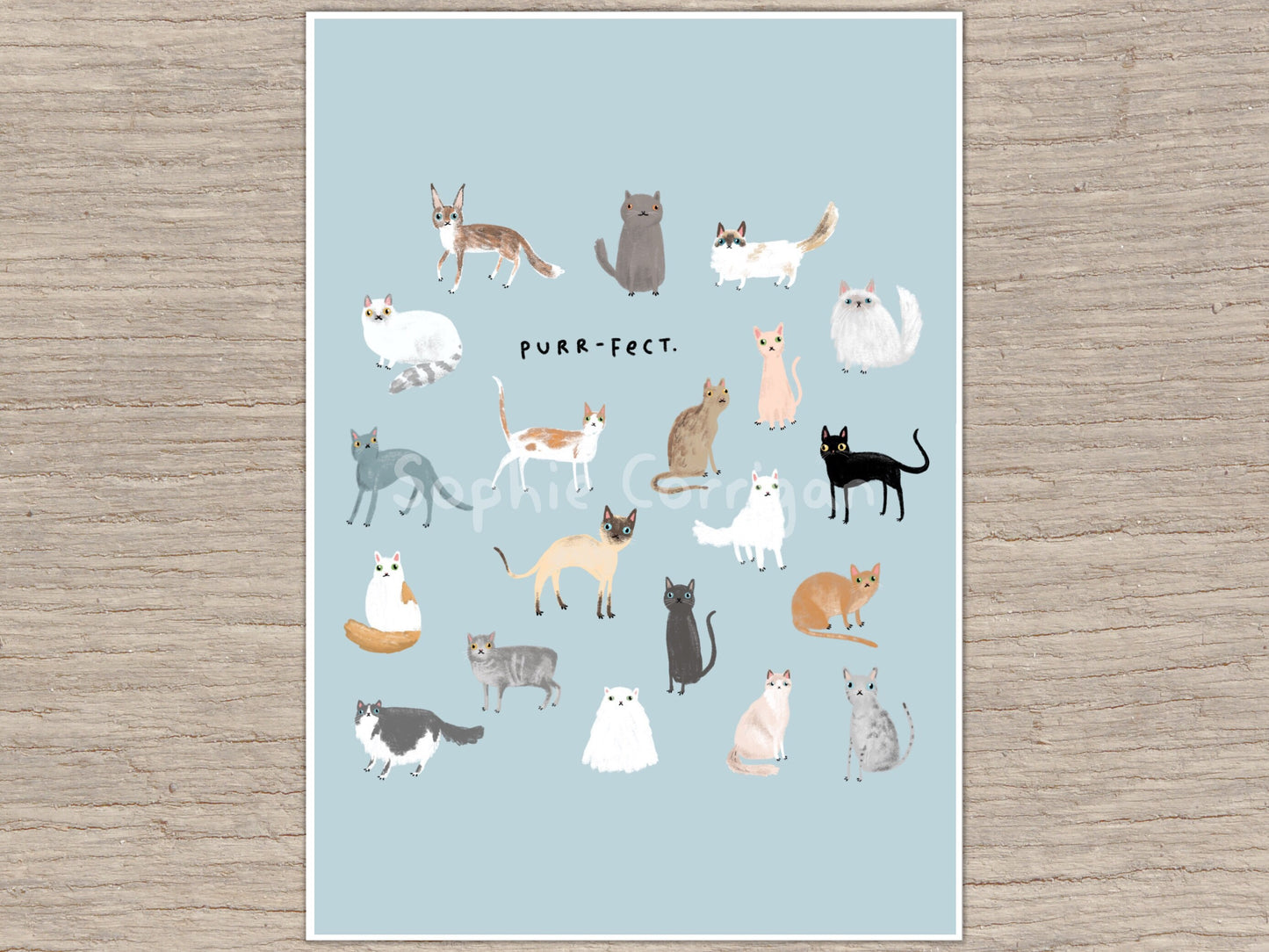 Purr-fect Curious Cats Signed Art Print