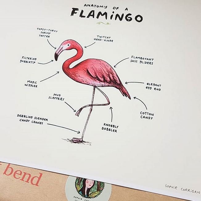 Anatomy of a Flamingo Signed Art Print