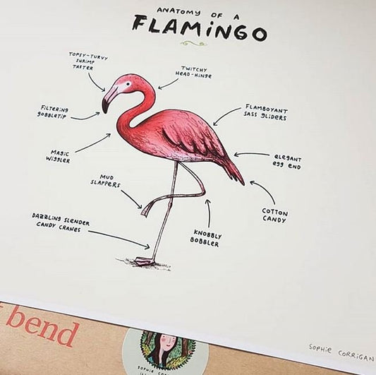 Anatomy of a Flamingo Signed Art Print