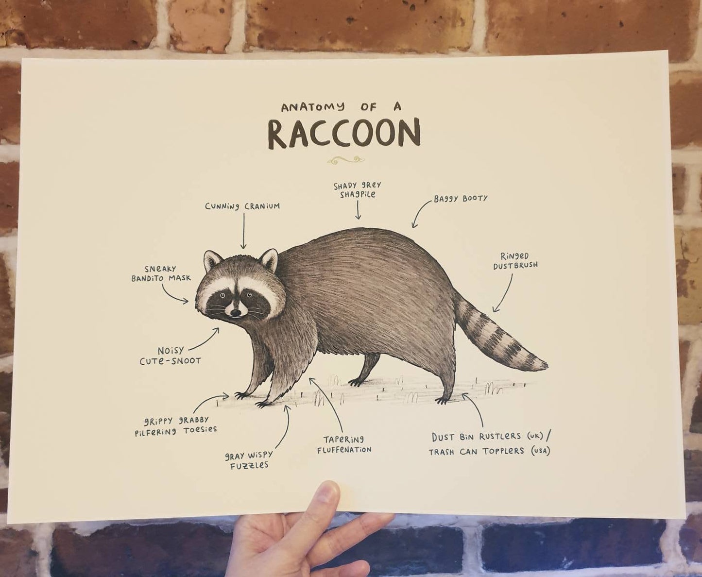 Anatomy of a Raccoon Signed Fine Art Print